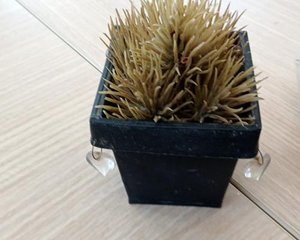 Vaso